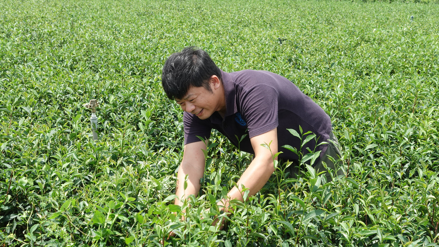 Tie GuanYin Level: 6A Oolong Tea